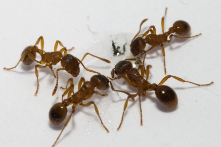 Уничтожение муравьев   в Чехове 