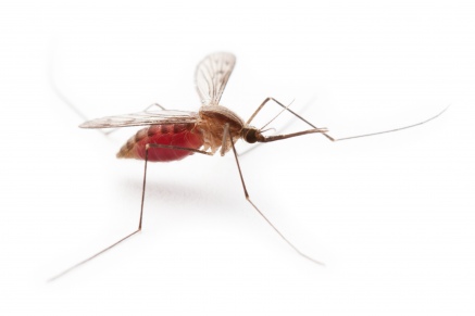 Уничтожение комаров   в Чехове 