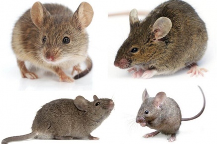Уничтожение (дератизация) мышей   в Чехове 
